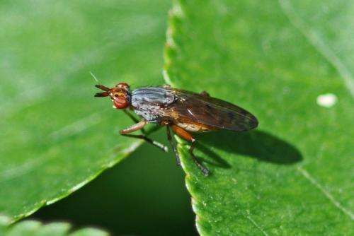 Réf. 305 037 : Elgiva cucularia